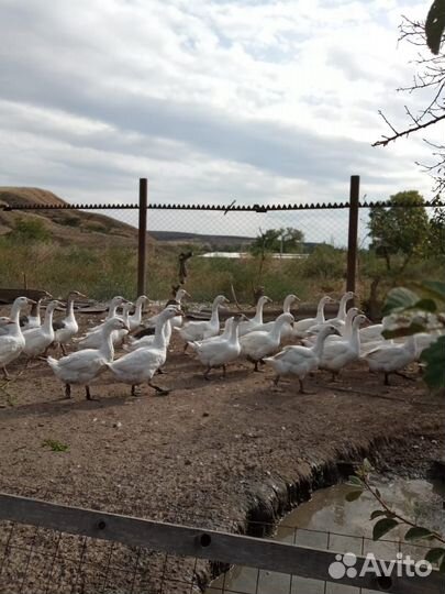 Продам гусей