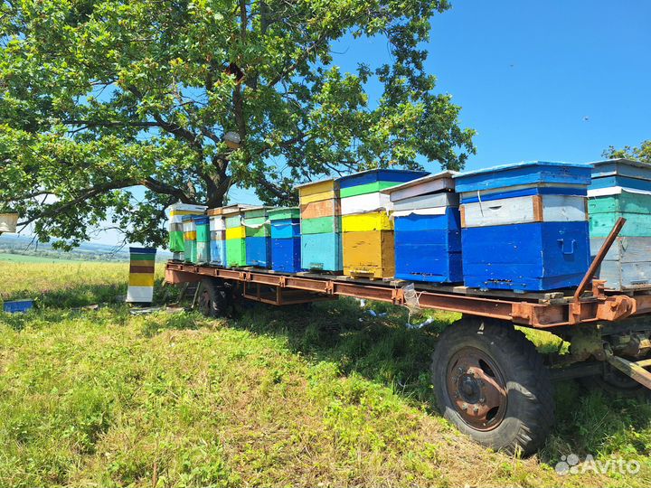 Пчелиная пасека пчелы