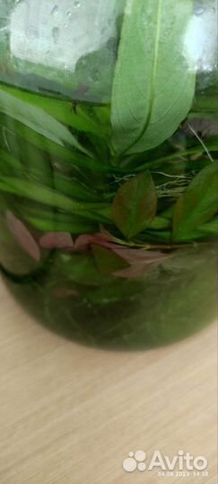 Аквариумные растения