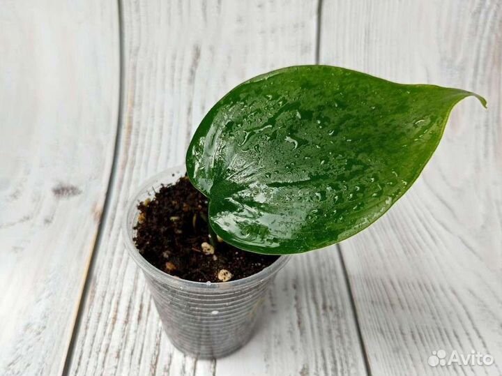 Филодендрон Бразил