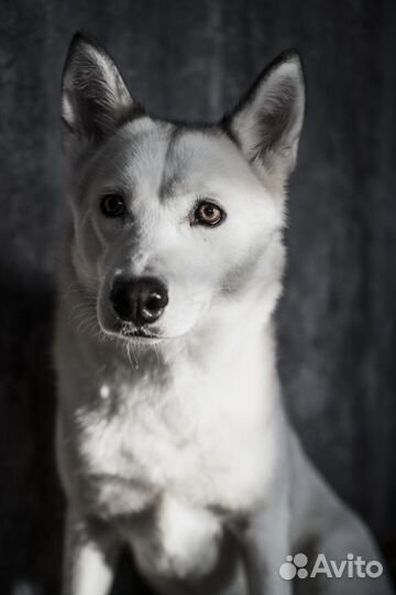 Хаски бесплатно