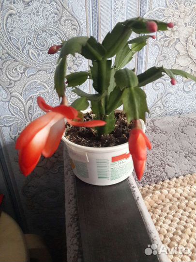 Декабрист Шлюмбергера,разные цвета