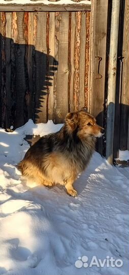 Отдам в добрые руки