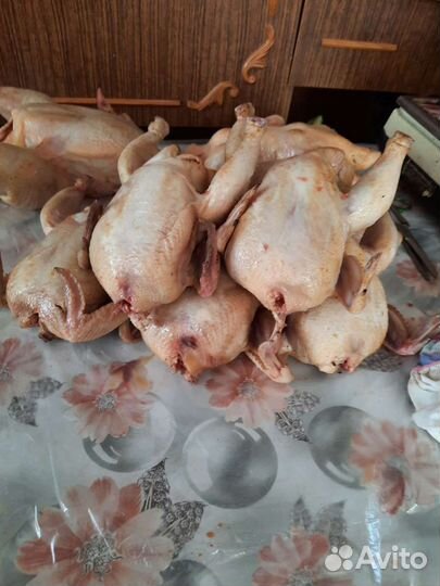 Цыплята - корнишоны домашние Куры Инлейка