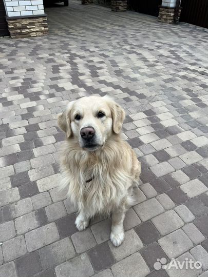 Золотистый ретривер кобель вязка