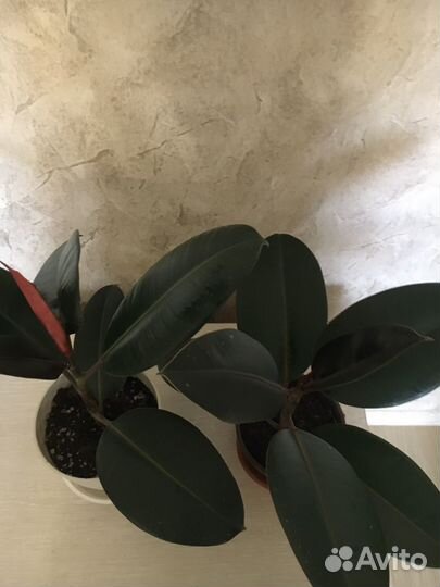 Фикусы и фиалки