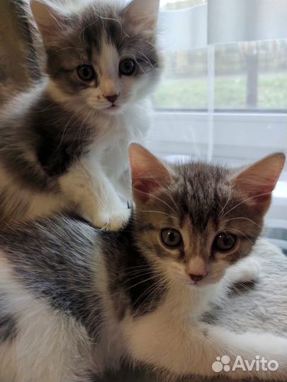 Котята в добрые руки приучены к лотку