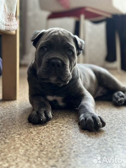 Кане Корсо щенок