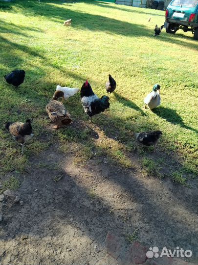 Куры молодки