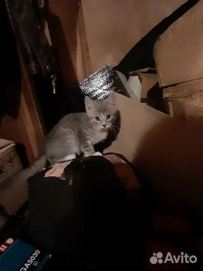 Воспитанные Котята Мышеловы :)