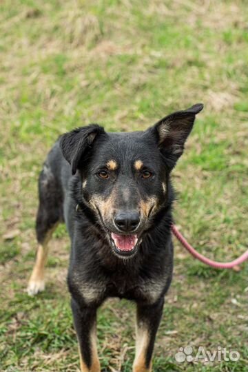 Заберите Каштана в семью (Собака из приюта)