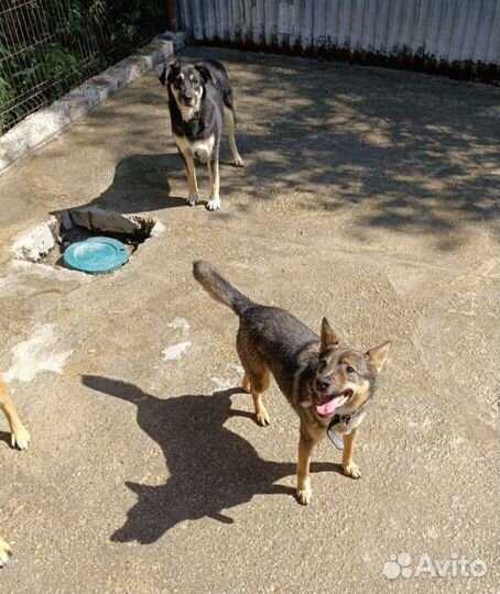 Собака в добрые руки