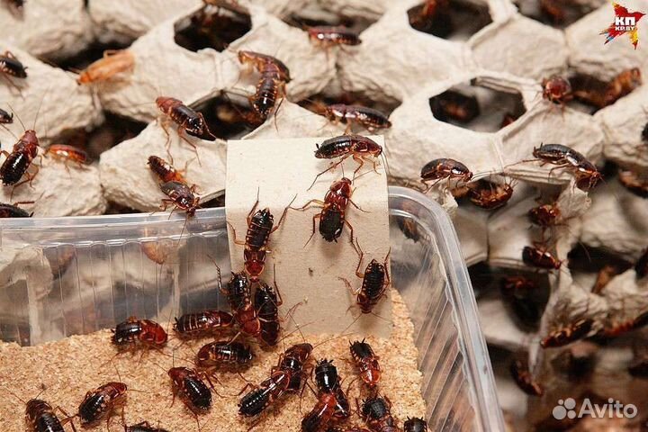 Туркменские тараканы