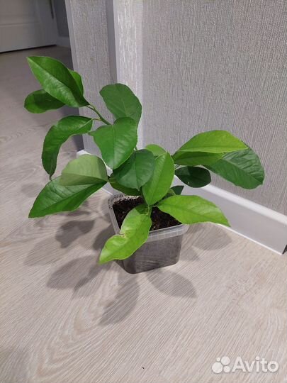 Плодоносящие лимоны