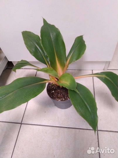 Хлорофитум Орхидаструм Оранж