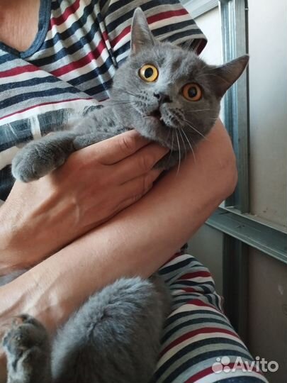 Британская