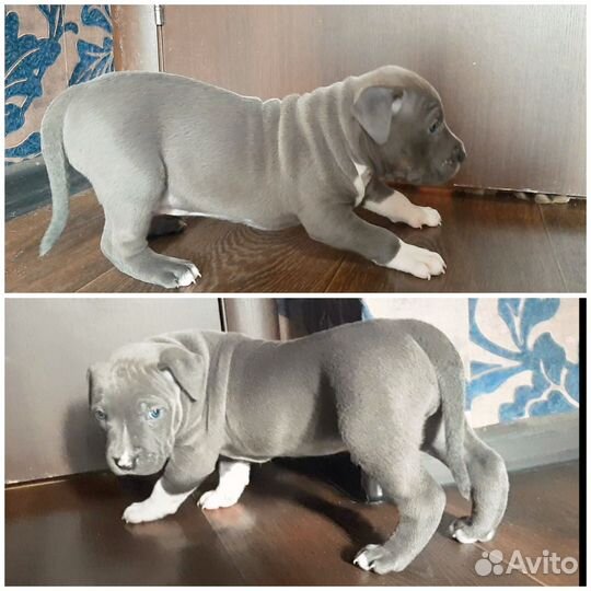 Щенок питбуля