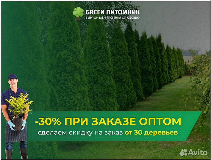 Туя 1,5м