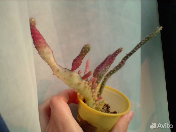 Опунция с вишневым и белым варом