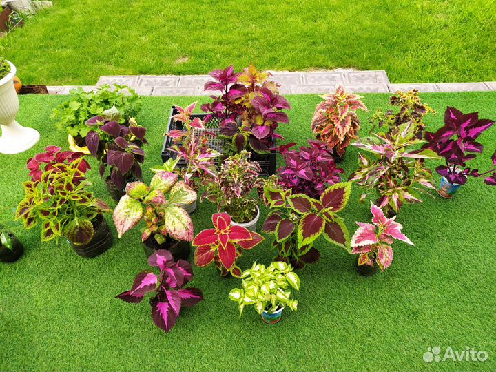 Колеусы разные сорта