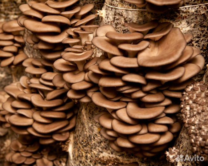 Мицелий грибов Вешенка просто и вкусно