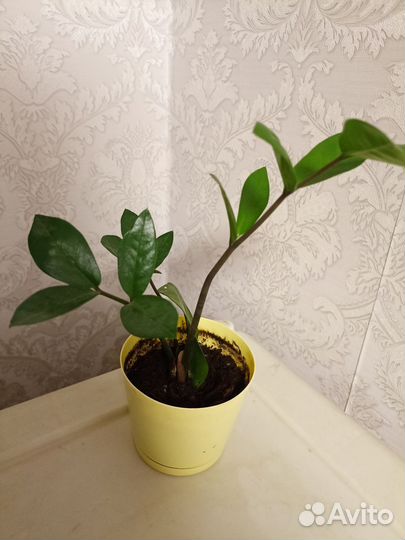 Цветы: Замиокулькас,Молочай,Денежное