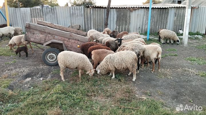 Овцы