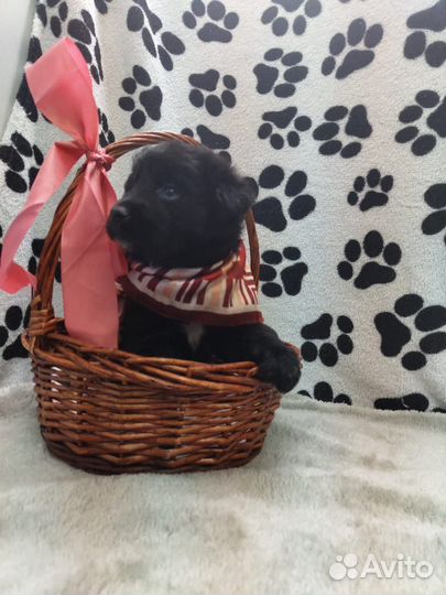 Двортерьер