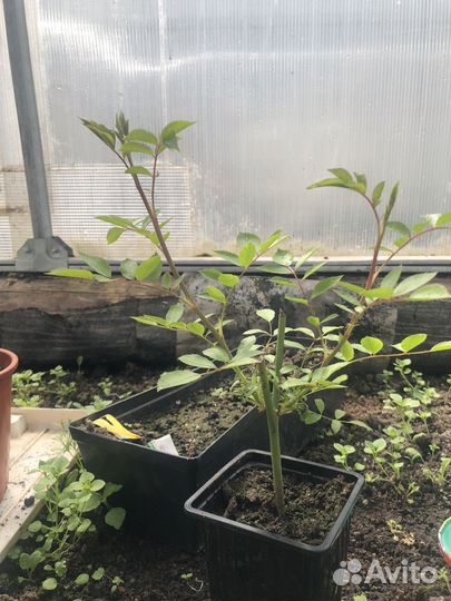 Роза плетистая сорт Вартбург