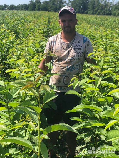 Саженцы черешни и вишни