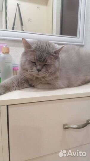 Пушистые друзья в добрые руки