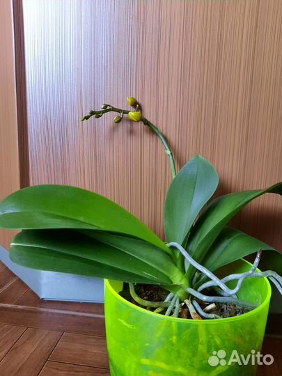 Орхидея фаленопсис