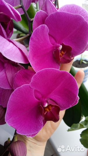 Орхидея фаленопсис