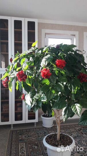 Гибискус - комнатная роза