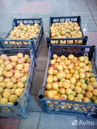 Саженцы плодовых деревьев яблоня