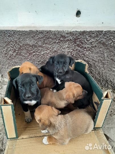 Собаки щенки бесплатно такса