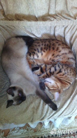 Домашняя передержка кошек