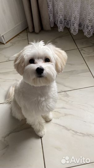 Мальтезе вязка