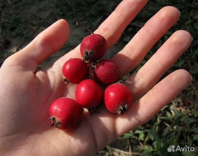 Боярышник плоды