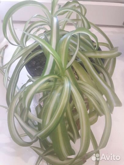 Продам цветы комнатные