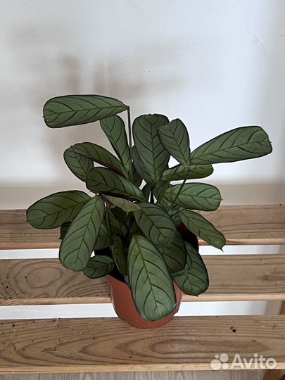 Комнатные цветы (все за 2500)