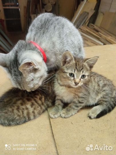 Отдам котят в добрые руки даром