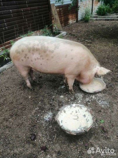 Свинка