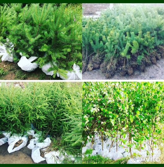 Сосна, Ель, Береза саженцы с доставкой