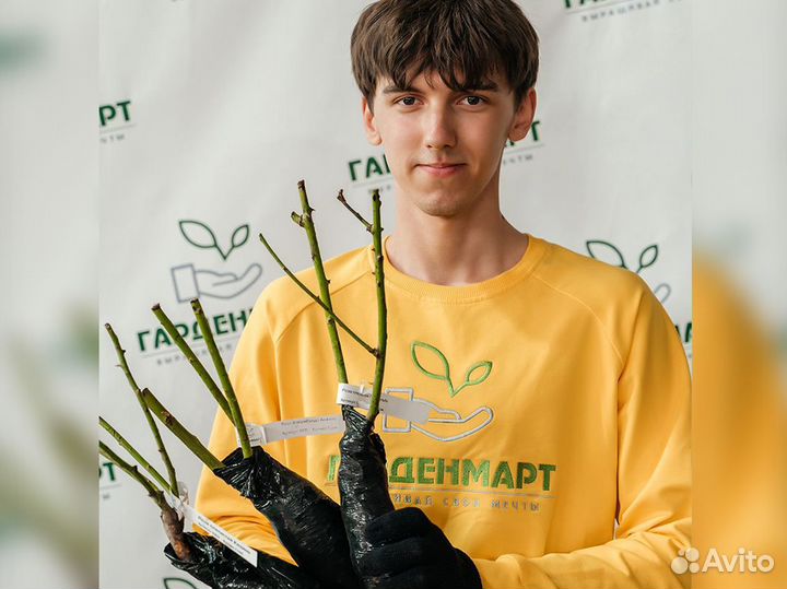 Саженцы роз оптом