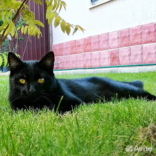 Черный кот, потерялся