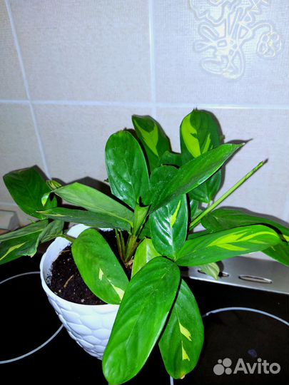 Ктенанта лубберса