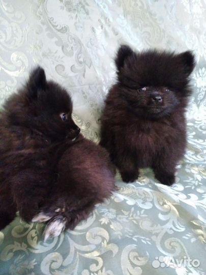 Щенки шпица мини