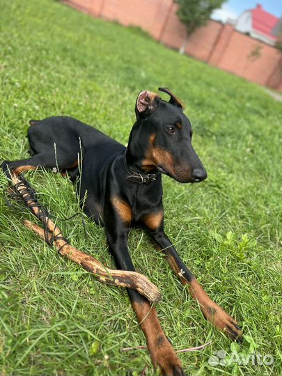 Щенок Доберман