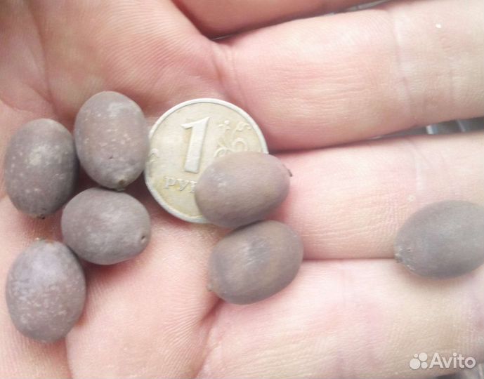 Лотос Комарова (семена)